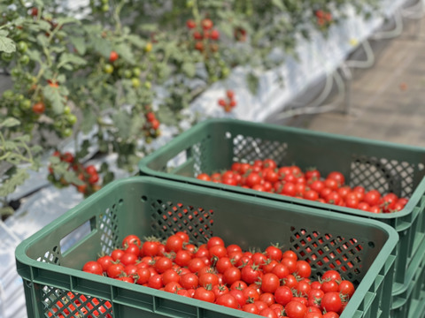 【福袋2025】贅沢無添加トマトジュースと贅沢トマトジャムの豪華セット