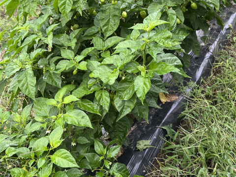 ハバネロ　【農薬不使用露地栽培】  150g