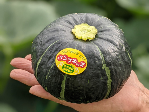 おっ！手頃サイズのミニカボチャ☆ほくほく甘〜いパンプキッズ（大箱