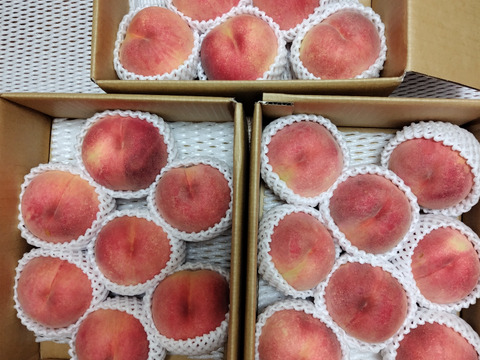 ご家庭用桃】品種おまかせ🍑2キロ🍑【届いた時は硬いが追熟