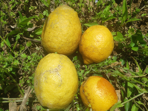 【栽培期間農薬不使用】【訳あり】大崎上島産レモン2kg