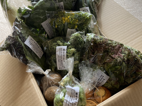 【旬のVEGE箱（80サイズ）】土壌医＆有機農家がつくる！畑の「今」を箱いっぱいにつめこんだ野菜セット（約11〜12品種）