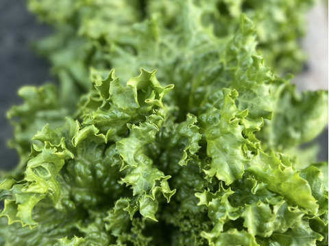 グリーンリーフレタス　2玉　群馬県東吾妻町産