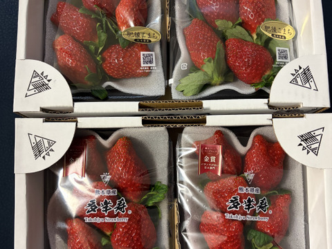 🥇いちごグランプリ2025金賞受賞！超希少品種！『肥後こまち』ご家庭用パック 4p