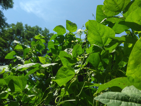 自然農園の健康やさい　インゲン（１５０ｇ）