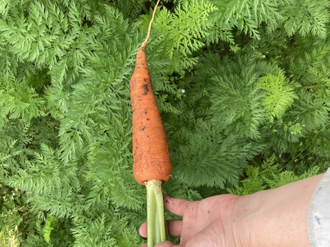 農薬・化学肥料不使用　人参　箱込　５kg