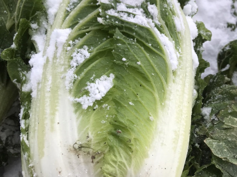 【規格外】白神山地とEM菌が育てた『寒締め白菜』２玉／２kg～３kg