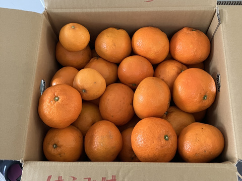 【農家直送】完熟 伊予柑（いよかん）家庭用9kg｜愛媛産 柑橘 ジューシー