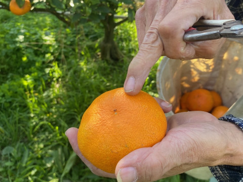 【規格外】【加工用】暴れん坊の甘平、見た目は荒れても味は嘘をつかない  加工にするなら、シッカリ酸味の残ったこの時期限定！タップリお得🉐