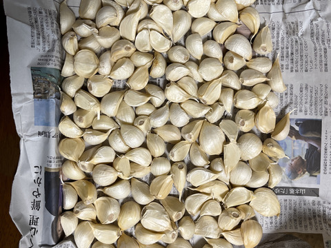 【毎年２万箱売れてます！】100g!! 青森県産にんにく 最高級品種 ホワイト６片「白玉王」家庭用バラ