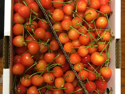 【 さくらんぼ:佐藤錦 】 山形県天童産 1kg  【 果肉がジューシー 】【 大好評口コミ多数！！🍒 】訳あり【 双子ちゃんいっぱい！！】【 朝どれ 】