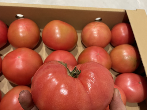 【超お得】お得な訳ありトマト8kg