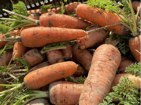 【自然栽培】人参（にんじん）1㎏　（肥料・農薬不使用）