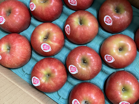 年内予約終わります🍎 ピンクレディ®︎3キロ箱  長野県 信州 安曇野 リンゴ 幻 幻のリンゴ 予約 希少 旬 6玉〜16玉サイズ 商品ID42100 ピンクレディー