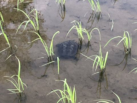 れんげ緑肥栽培 朝日米 玄米20㎏『総重量梱包材込』