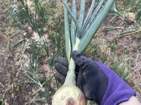 葉付き【農薬不使用  玉ねぎ】2kg🧅兵庫県丹波産 米農家のこだわり有機肥料使用！化学肥料不使用 大きさいろいろ 薄皮がパラパラ落ちない
