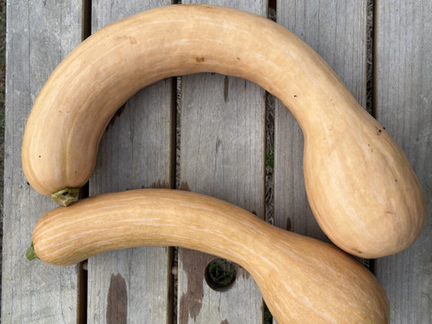 自然栽培 丹沢山麓の固定種・在来種野菜Mセット 5〜6品種【農薬・化学肥料・動物性肥料は一切不使用】菌ちゃん農法