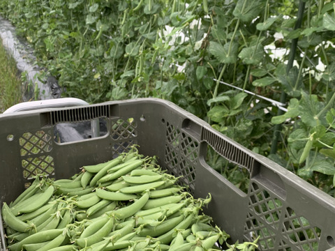 【京都産】パリッと甘い！スナップエンドウ1ｋｇ