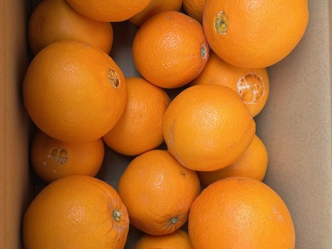 （三ヶ日）ネーブルオレンジ約3.5㎏（10玉～12玉）