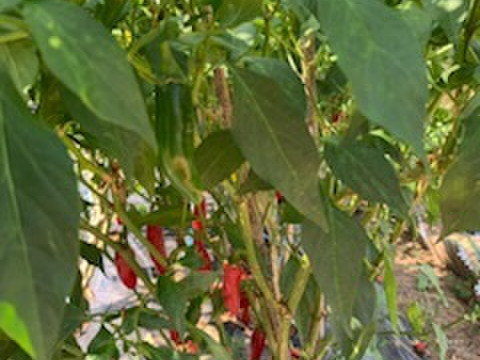 熊本県八代産農薬不使用　肉厚赤ハラペーニョ  柚子のおまけ付き