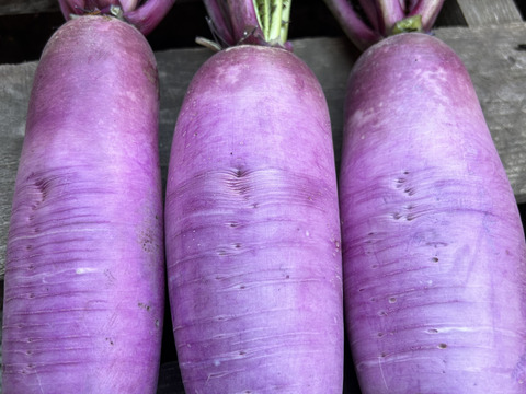 【農薬・化学肥料不使用】MOA自然農法で育った大根・赤かぶ4種セット 2kg