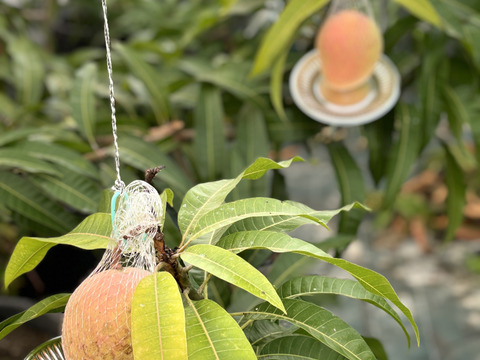 珍しい香り高いマンゴー！ケンジントンプライド（ピーチマンゴー）贈答用