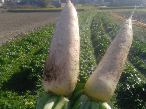 【冬の根菜5点セット】農薬化学肥料不使用！「れんこん800g」「源助大根1本」「あやめ雪かぶ3個」「赤土ごぼう350g」「ちはま五寸にんじん1kg」