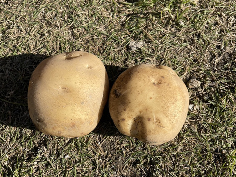 大型セールや時期 自然栽培】出島（デジマ）じゃがいも 5㎏（農薬・肥料不使用 野菜