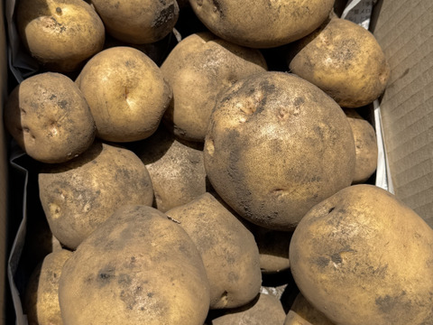 【福袋2025】農薬・化学肥料不使用 新じゃが キタアカリ　箱いっぱいにお入れしてお届けいたします。7月上旬からご予約順に順次収穫して発送致します