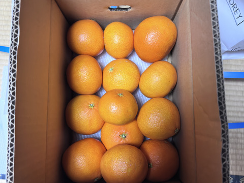 ☆農園1番人気☆ まどんな　家庭用2.5キロ×2箱