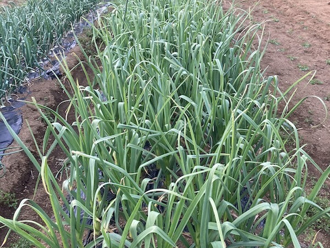 新鮮！【新ニンニク】500g；農薬、化学肥料不使用
