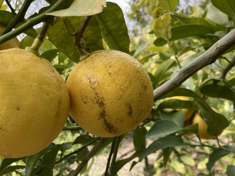 無・ベルガモット C級　1.8kg