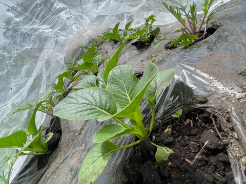 【自然栽培】道産サラダリーフ・600g （草の力だけで育てたこだわりの無肥料野菜）