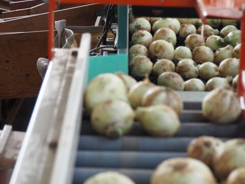 5月より発送【訳あり】生がおいしい　神重農産の新玉ねぎ「旬玉」5㎏