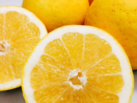 【予約】河内晩柑〈秀品・ギフトBOX〉6玉　※発送は4月上旬頃～