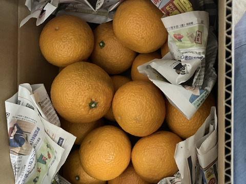 ギリギリまで収穫をガマンしたコク旨スイートスプリング(約4.5kg)