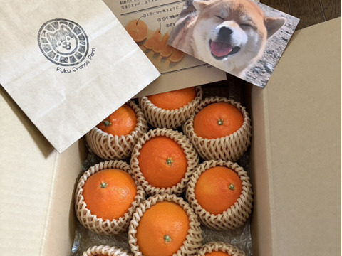 【贈答用】完熟ハウス 福まどんな《秀品 2.5kg》｜愛媛・西宇和産【冬ギフト】