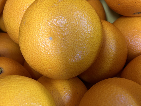 子供も喜ぶ大人の味！和歌山八朔　L&2L中心に3L~M混載約5kg