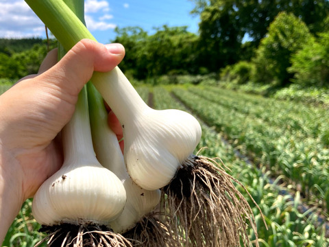 訳あり土付き「生にんにく」50玉【たくさん食べたい人向け】6月中旬以降お届け