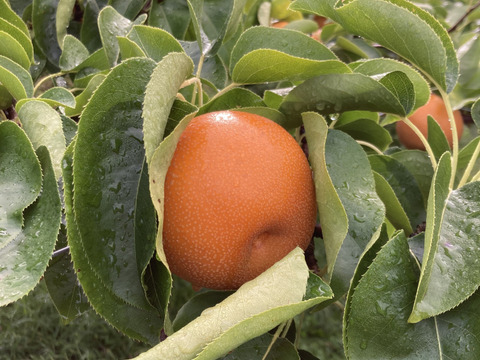 大和高原の梨　豊水5ｋｇ