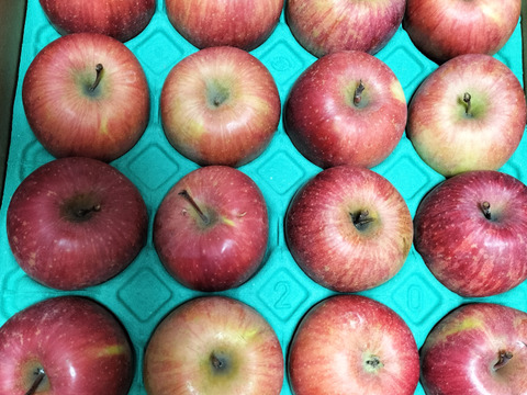 【毎年１万箱以上売れてます】約５キロ 青森県産りんご「樹上完熟葉とらずふじ」家庭用厳選品