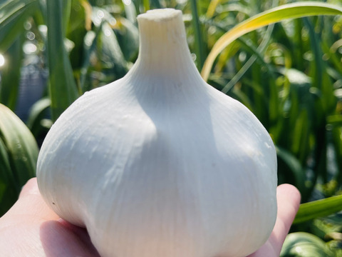 【200円引き‼️買うなら今✨】青森にんにく大玉1キロ🧄（さらに、青森りんごジュース1本おまけ🍎）