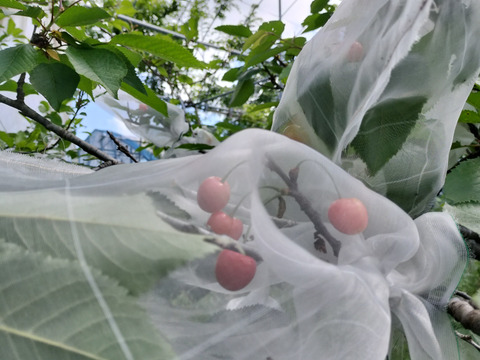 下　自然栽培のさくらんぼ３０粒　品種おまかせ　60サイズクール便