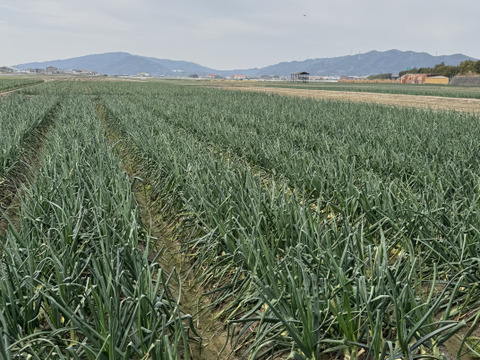 旬だよ！甘い『淡路島産新玉ねぎ』(3㎏)