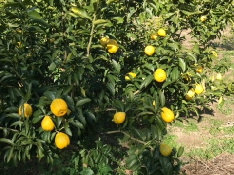 【送料相当分値引き中♪】【訳あり】【賞味期限間近】「璃の香」果汁200ml　レモン果汁無添加ストレート100％  3本セット