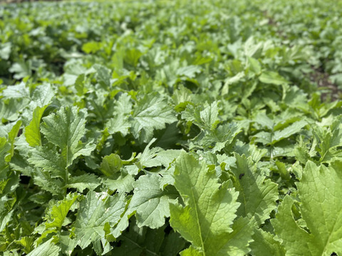 【常温便】超人気！！葉っぱの半分カット大野ヶ原大根だいこんLサイズ 3本