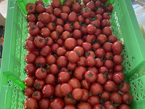 【お試し】【訳あり品】平均糖度7.5！甘くて皮が薄くて食べやすい　福井県産ミディトマト『越のルビー』1Kg！約　1100g入り