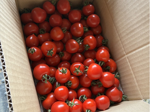 おためし！〈人気品種〉旨みたっぷり！ほれまるミニトマト　1.5kg