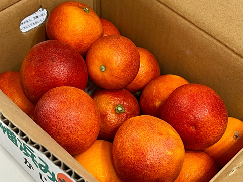 ブラッドオレンジ「モロ」‼　2ｋｇ
順次発送中！！