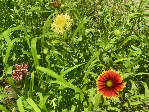 【15本】ルドベキア　あまり馴染みがない、まるで茶色のコスモスのような、茶色のひまわりのような鮮やかな花